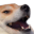 dogo_laugh_32.png