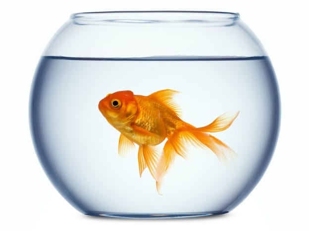Life of Fred: Goldfish course image