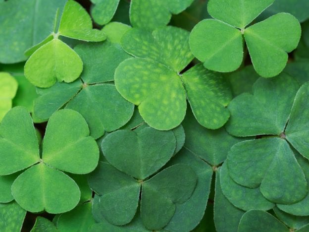 St. Patrick's Day Online Class course image