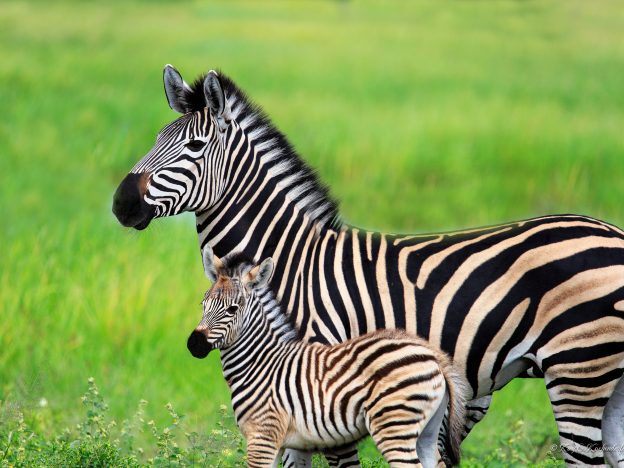 Zebras of the Savannah: Discovering Their World course image