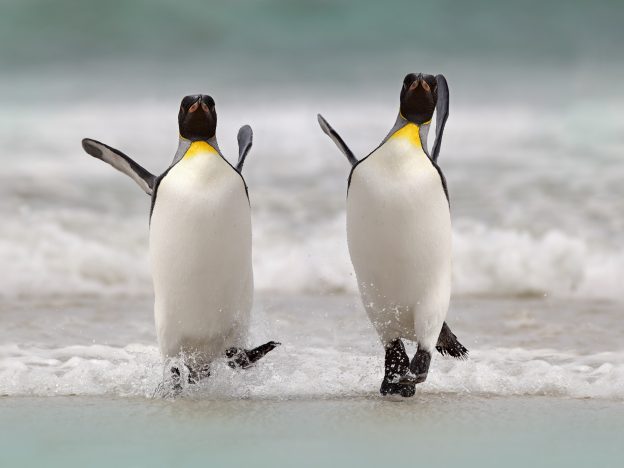 Penguin Explorers: Discovering Birds of the Ice course image